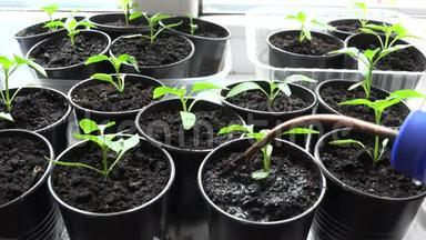 帕普里卡，窗户上的点上的胡椒植物。 浇水过程。 4K超<strong>高清</strong>，超<strong>高清</strong>